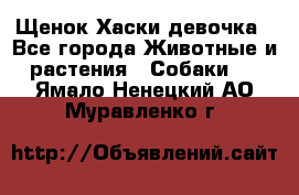 Щенок Хаски девочка - Все города Животные и растения » Собаки   . Ямало-Ненецкий АО,Муравленко г.